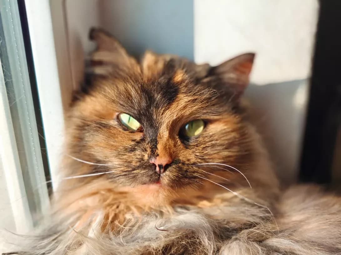 Vanessa (Ванесса), Mixed Breed (Happy Paw Kyiv)