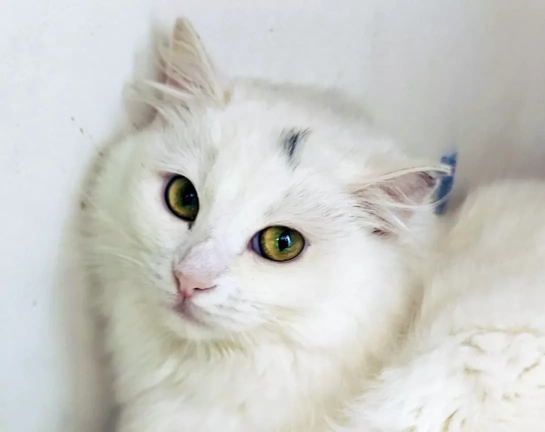 Zefirka (Зефірка), Mixed Breed (Happy Paw Kyiv)