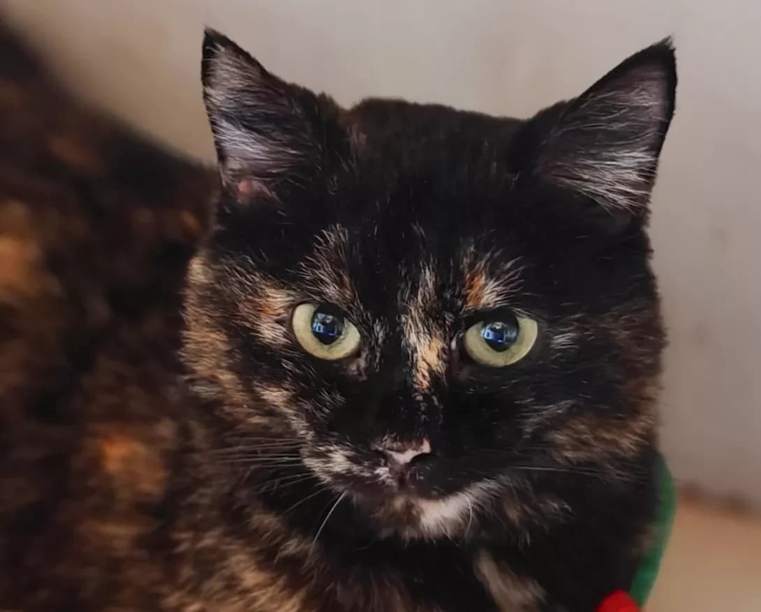 Pestrushka (Пеструшка), Mixed Breed (Happy Paw Kyiv)