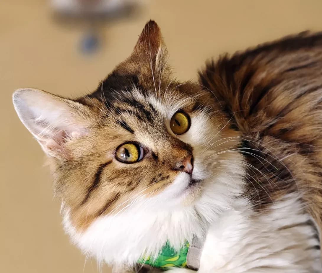 Milan (Мілан), Mixed Breed (Happy Paw Kyiv)