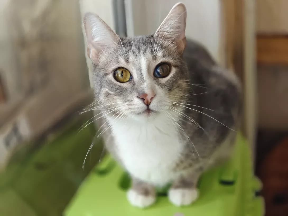 Amur (Амур), Mixed Breed (Happy Paw Kyiv)
