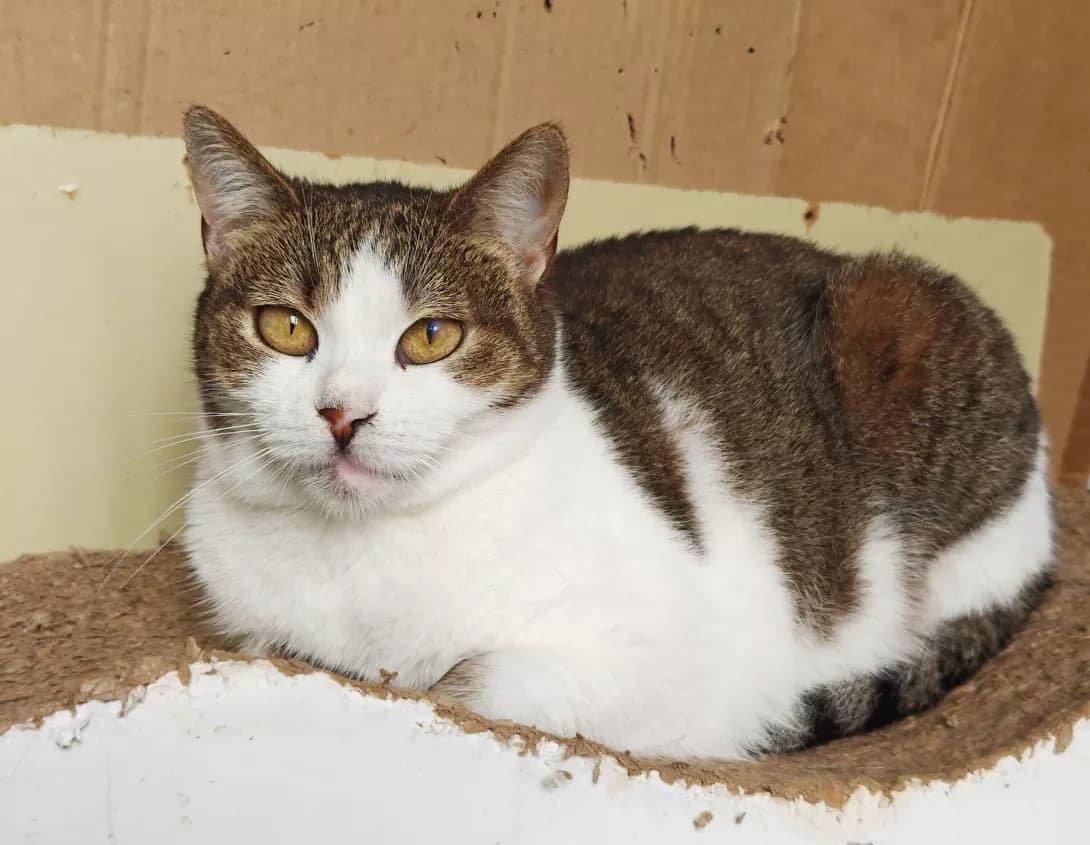 Vesnushka (Веснушка), Mixed Breed (Happy Paw Kyiv)