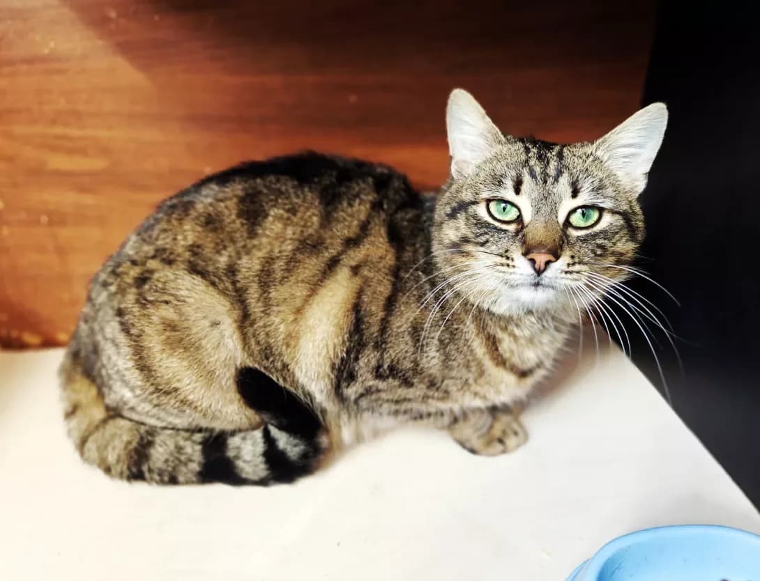 Zhivchik (Живчик), Mixed Breed (Happy Paw Kyiv)