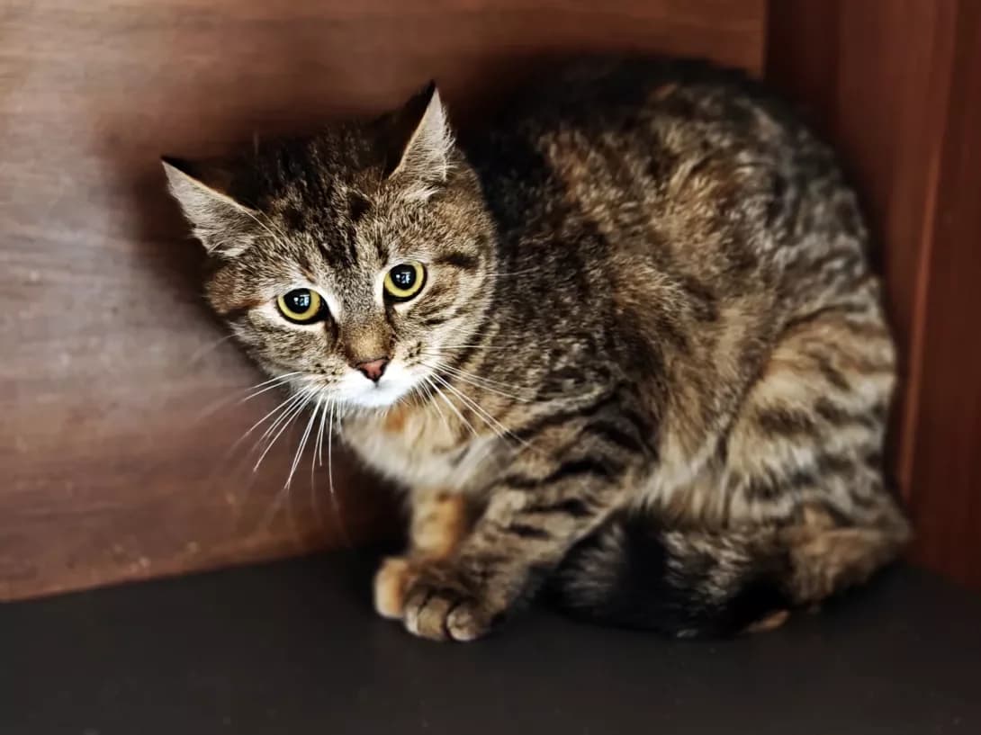 Zhasmina (Жасміна), Mixed Breed (Happy Paw Kyiv)