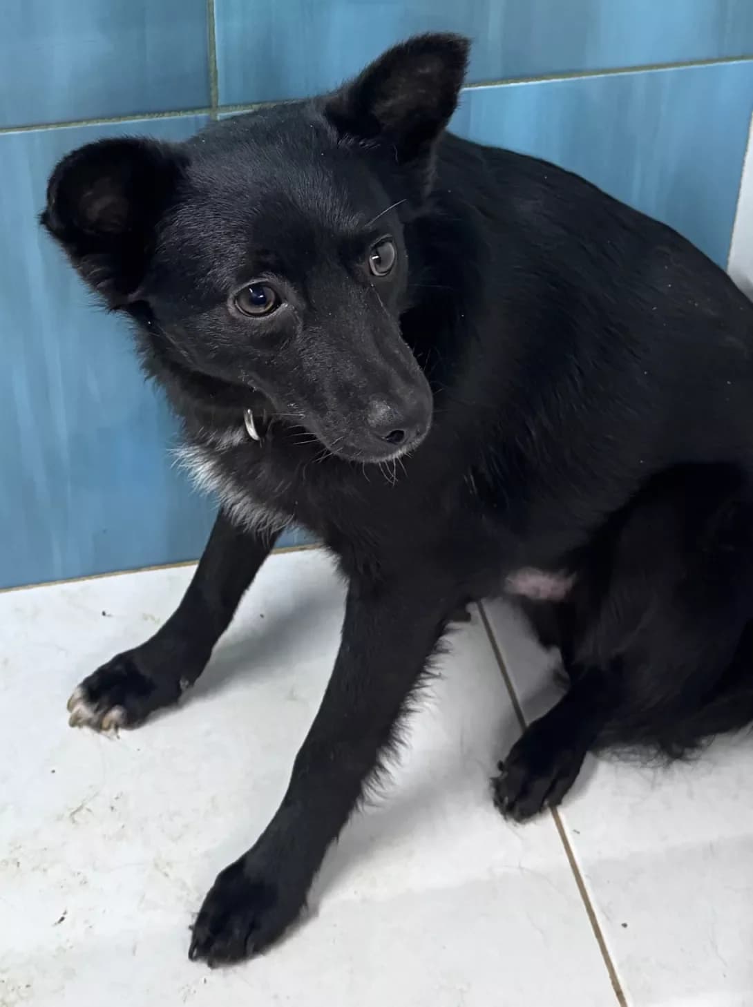 Zhuchok (Жучок), male 4yo Mixed Breed for adoption at Happy Paw Odesa