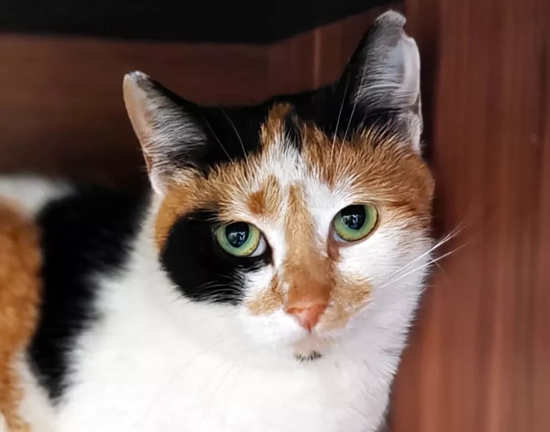 Triniti (Трініті), Mixed Breed (Happy Paw Kyiv)