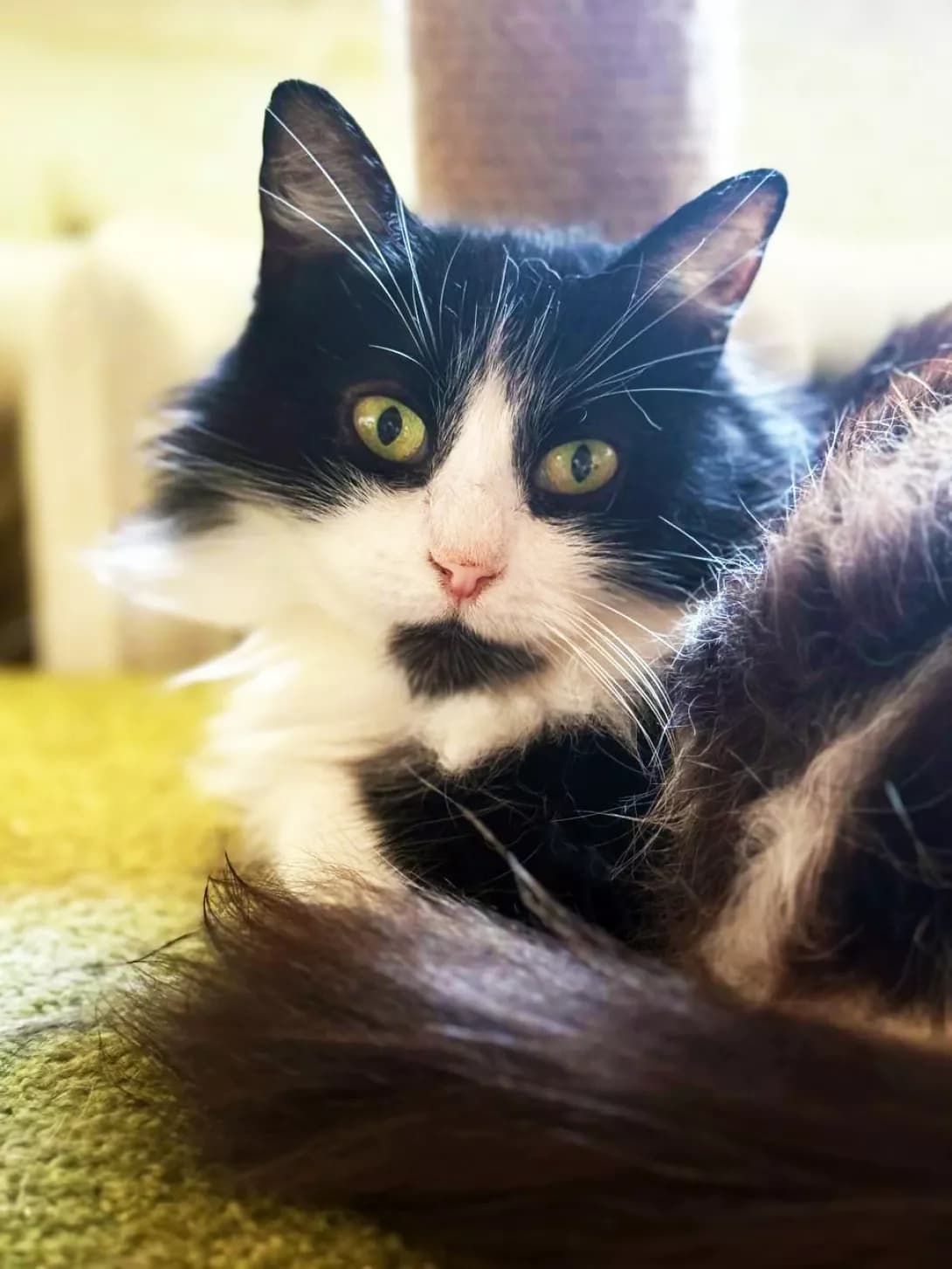 Peppi (Пеппі), Mixed Breed (Happy Paw Kyiv)