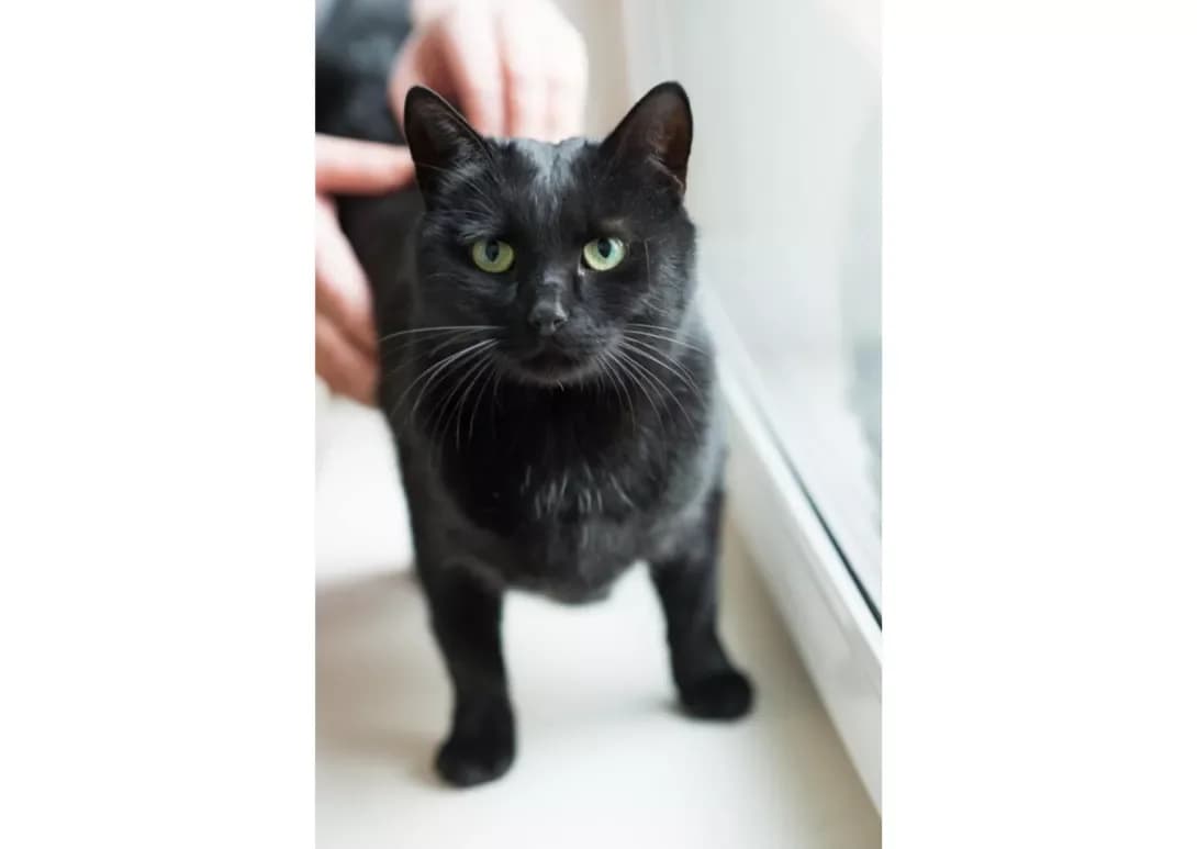 Bagira (Багіра), Mixed Breed (Happy Paw Kyiv)