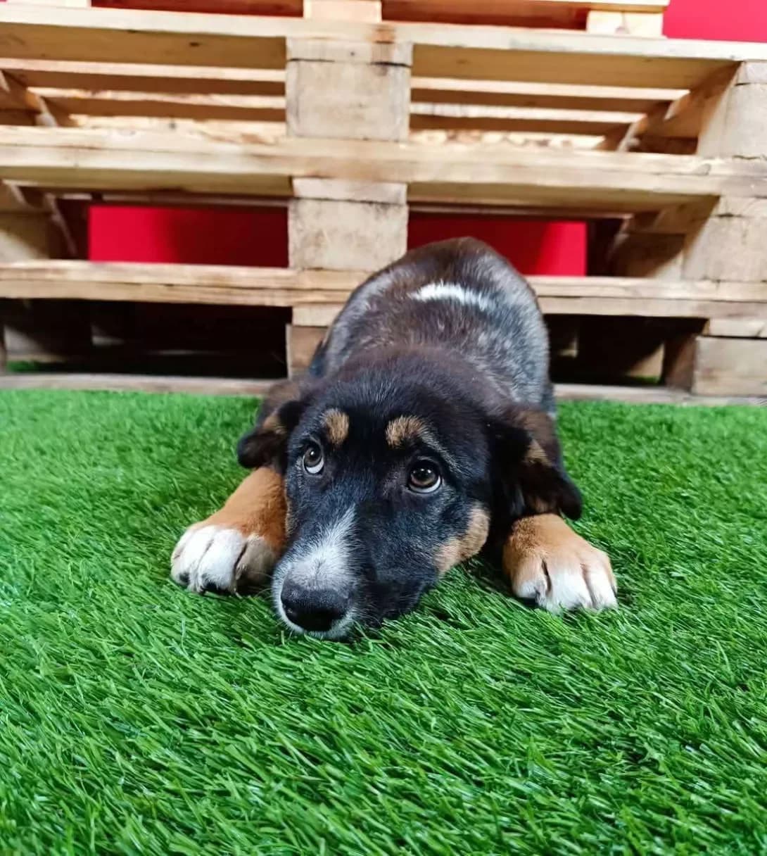 Dzhek (Джек), Mixed Breed (Happy Paw Kyiv Oblast)
