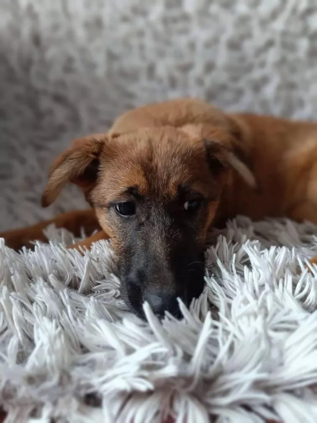 Rizhulya (Рижуля), Mixed Breed (Happy Paw Kyiv Oblast)