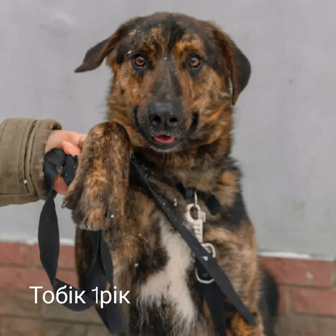Tobik (Тобик), Mixed Breed (Happy Paw Dnipro)