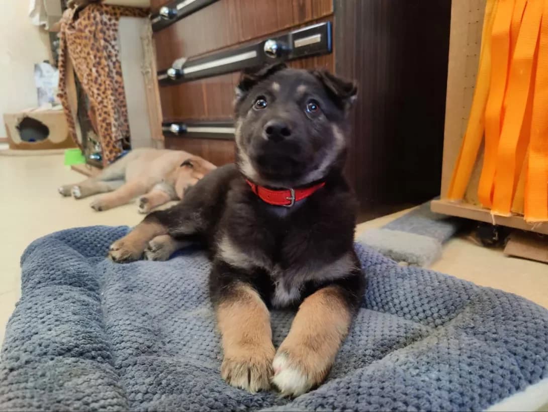 Basya (Бася), female young Mixed Breed for adoption at Happy Paw Kyiv