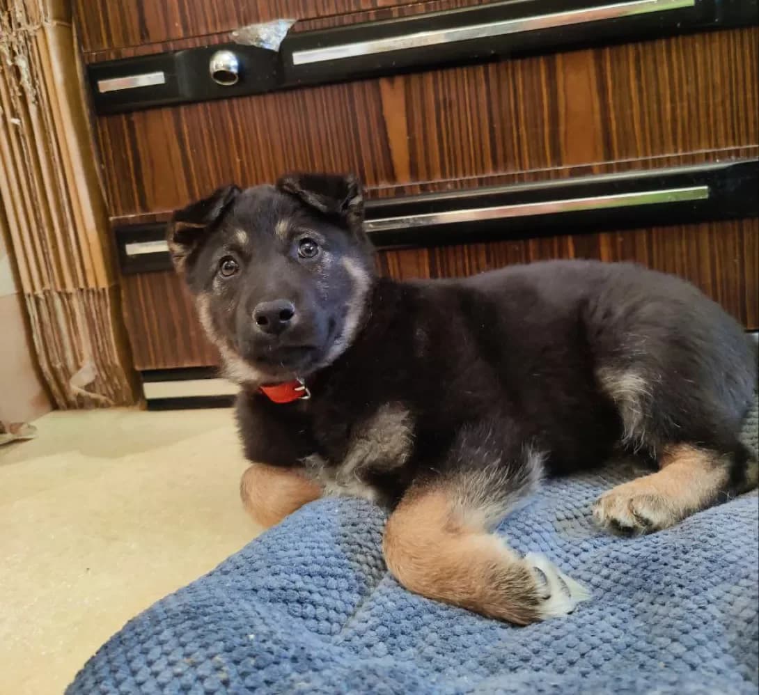 Dzhek (Джек), male young Mixed Breed for adoption at Happy Paw Kyiv