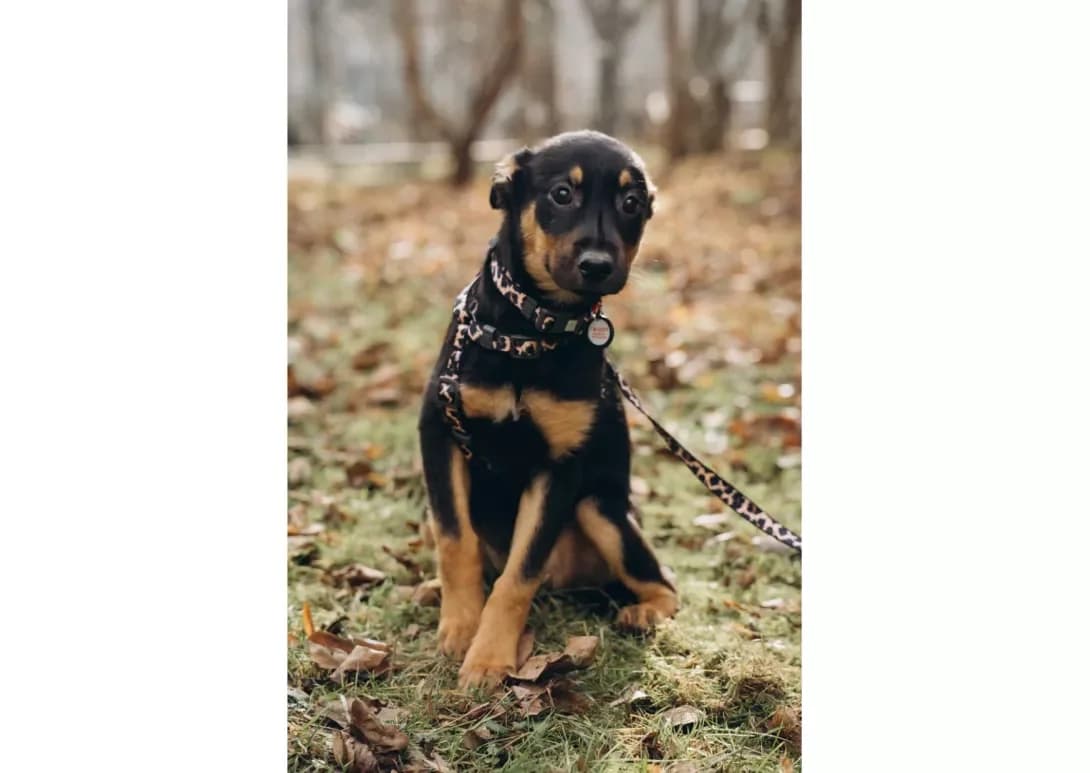 Shebbi (Шеббі), female young Mixed Breed for adoption at Happy Paw Chernivtsi Oblast