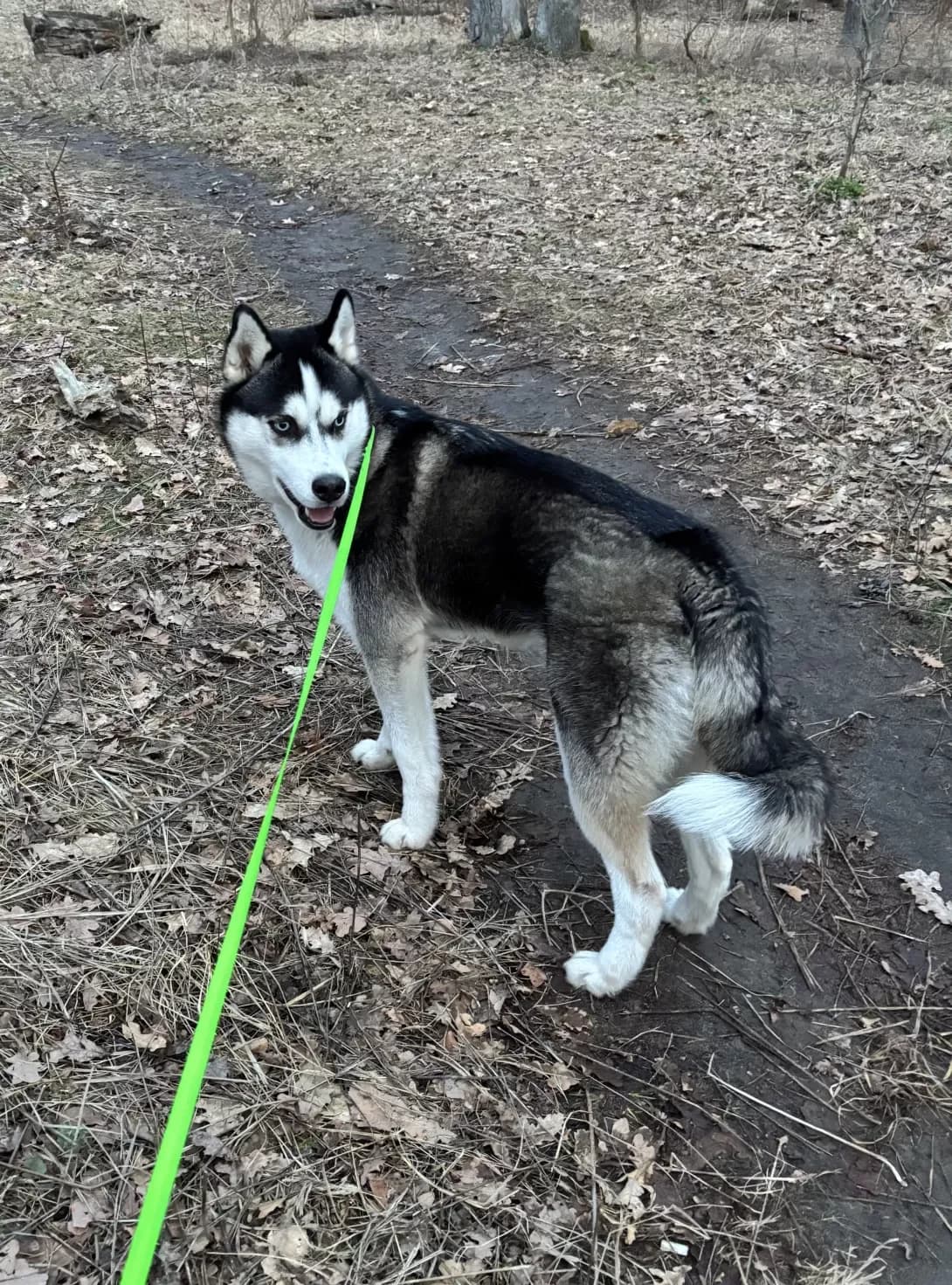 Ginko (Ґінко), male young Mixed Breed for adoption at Happy Paw Kyiv