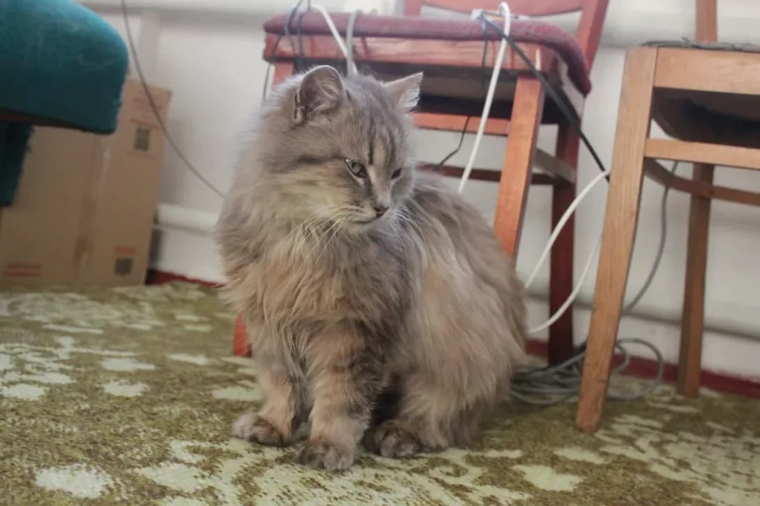 Popelyushka (Попелюшка), Mixed Breed (Happy Paw Dnipro)