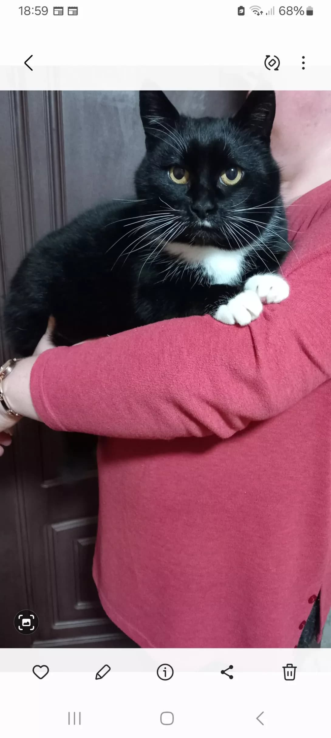 Kitsya (Киця), Mixed Breed (Happy Paw Kyiv)