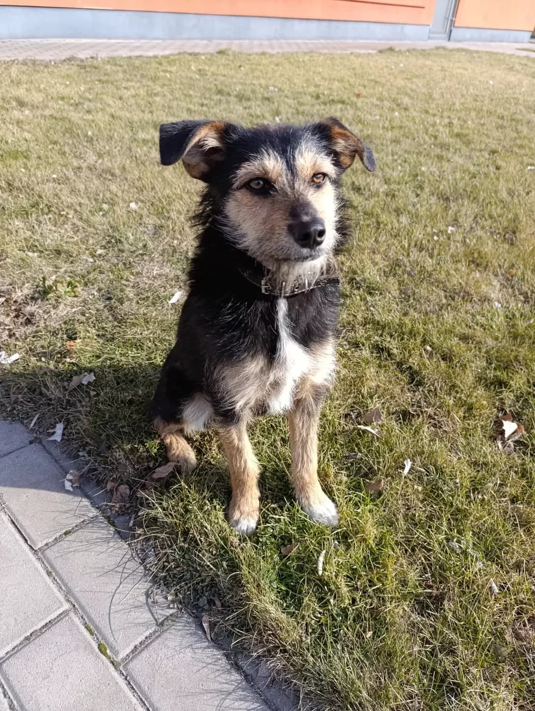 Sashka (Сашка), Mixed Breed (Happy Paw Dnipro)