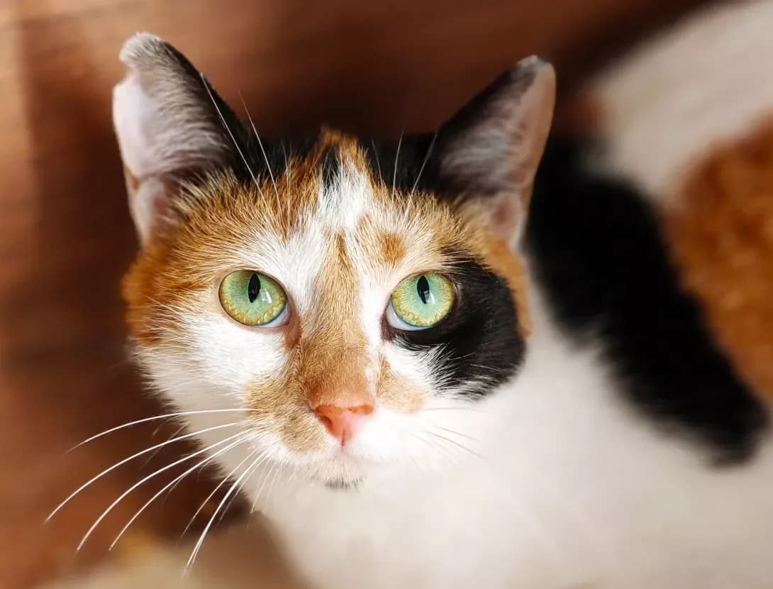 Palma (Пальма), Mixed Breed (Happy Paw Kyiv)