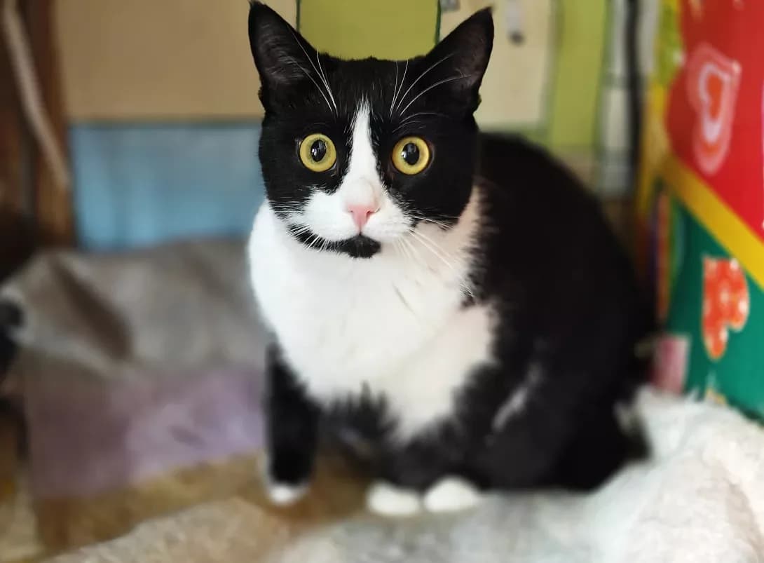 Mayusha (Маюша), Mixed Breed (Happy Paw Kyiv)