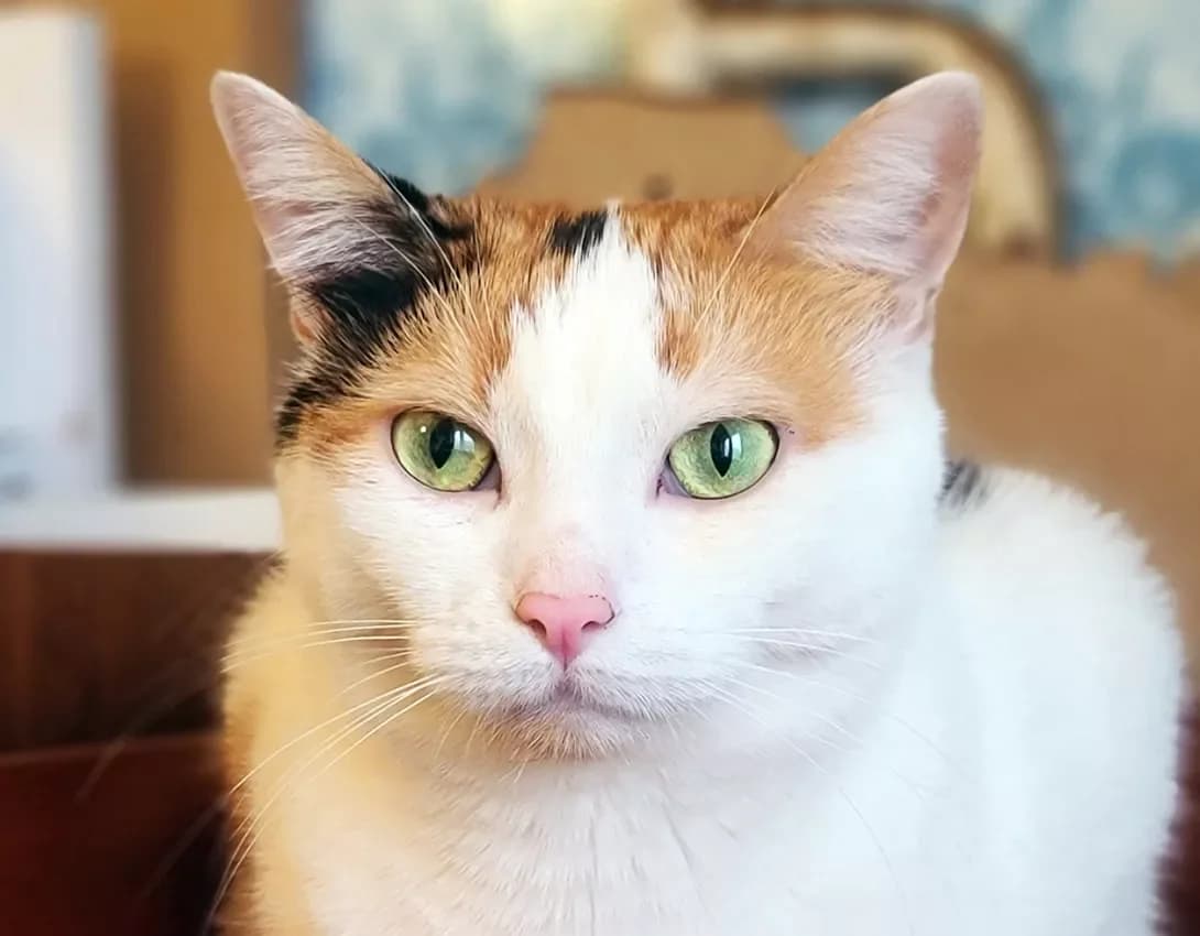 Floksa (Флокса), Mixed Breed (Happy Paw Kyiv)