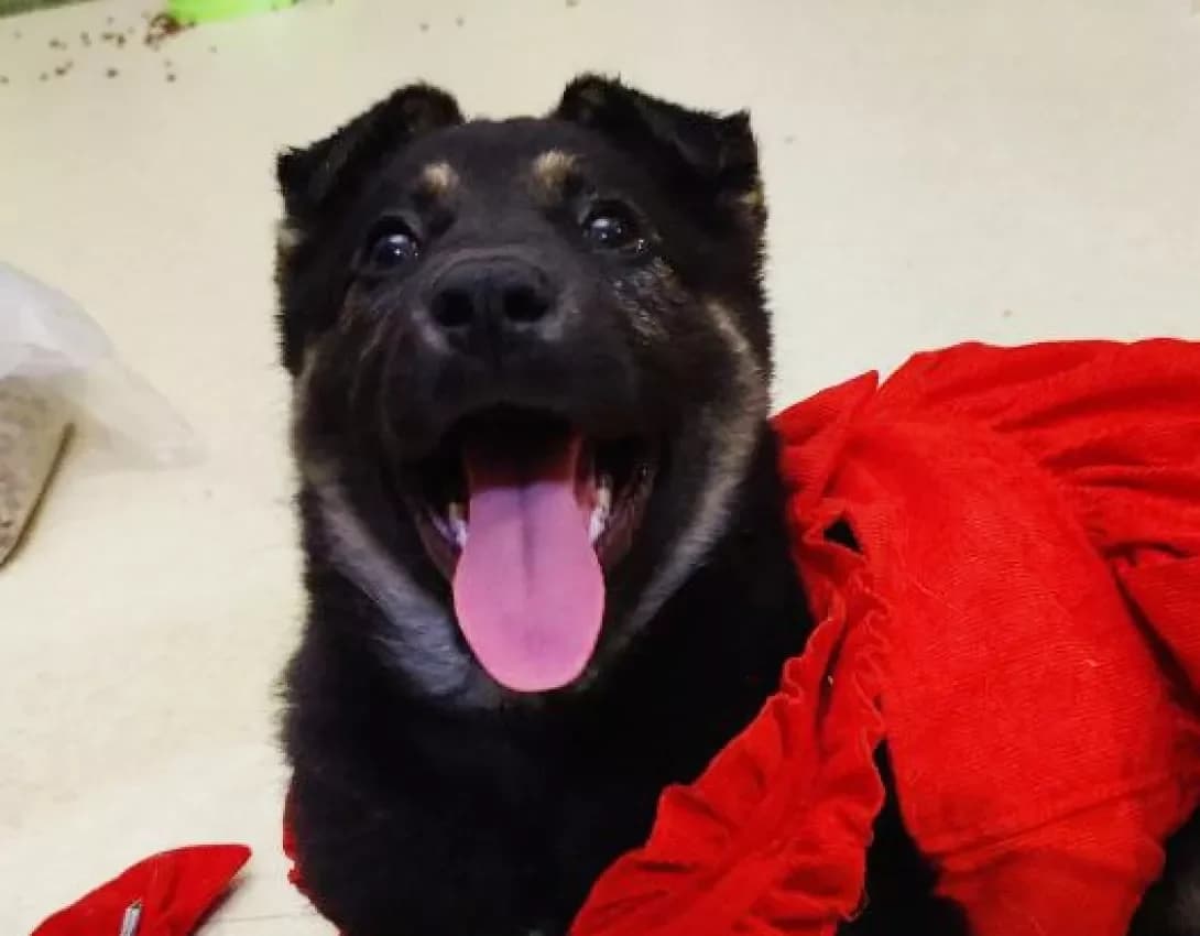 Naomi (Наомі), female young Mixed Breed for adoption at Happy Paw Kyiv