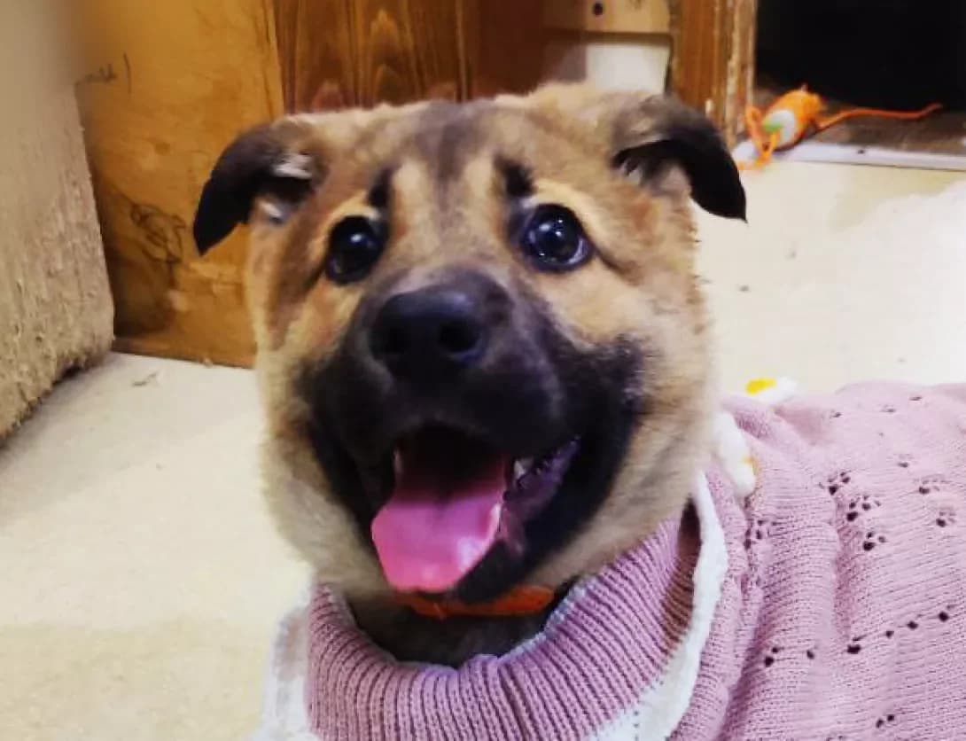 Dana (Дана), female young Mixed Breed for adoption at Happy Paw Kyiv