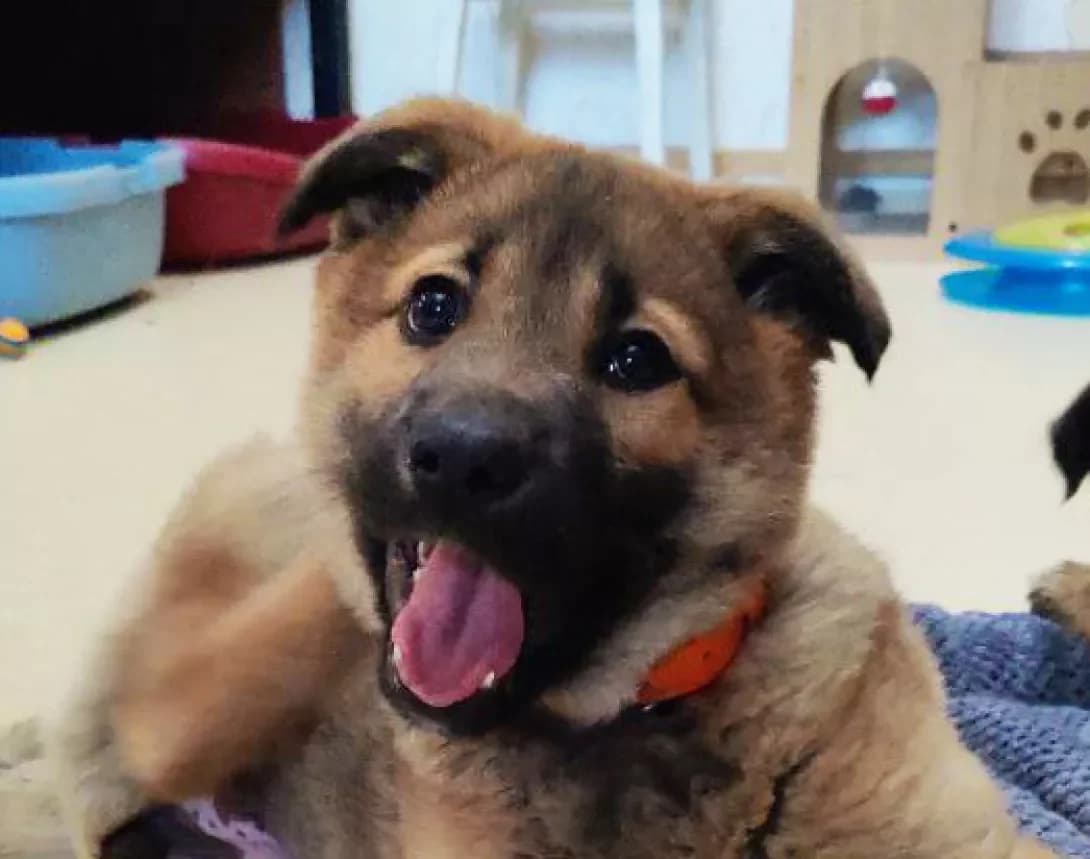 Iriska (Іриска), female young Mixed Breed for adoption at Happy Paw Kyiv