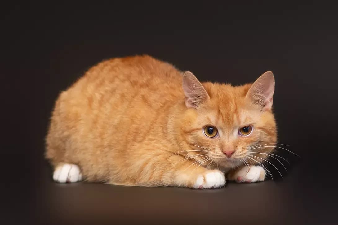 Manu (Ману), Mixed Breed (Happy Paw Kyiv Oblast)