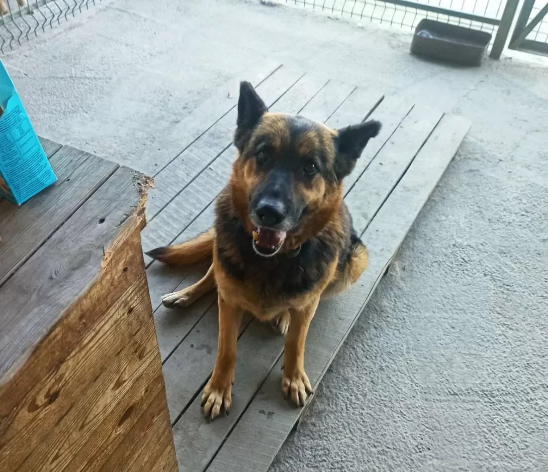 Nika (Ніка), female 5yo Mixed Breed for adoption at Happy Paw Kyiv