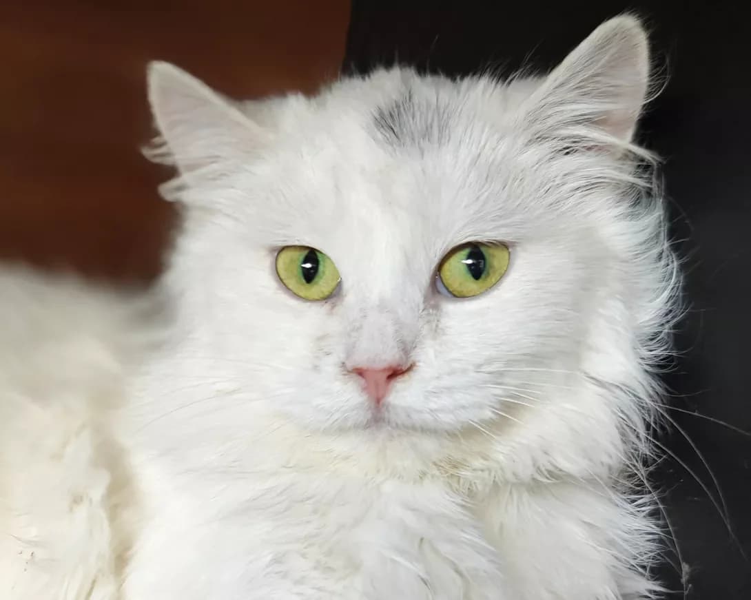 Liza (Ліза), Mixed Breed (Happy Paw Kyiv)