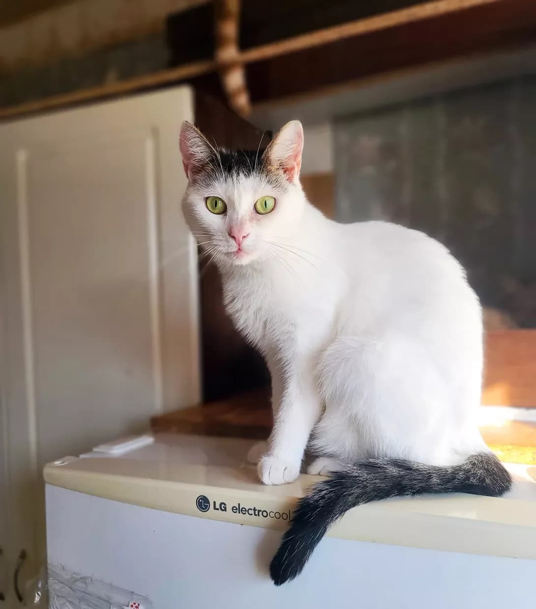 Tutsya (Тутся), Mixed Breed (Happy Paw Kyiv)