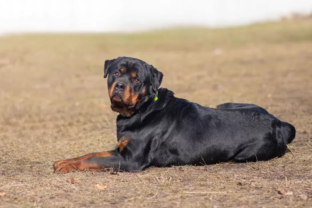 Guchchi (Гуччі), Mixed Breed (Happy Paw Kyiv Oblast)