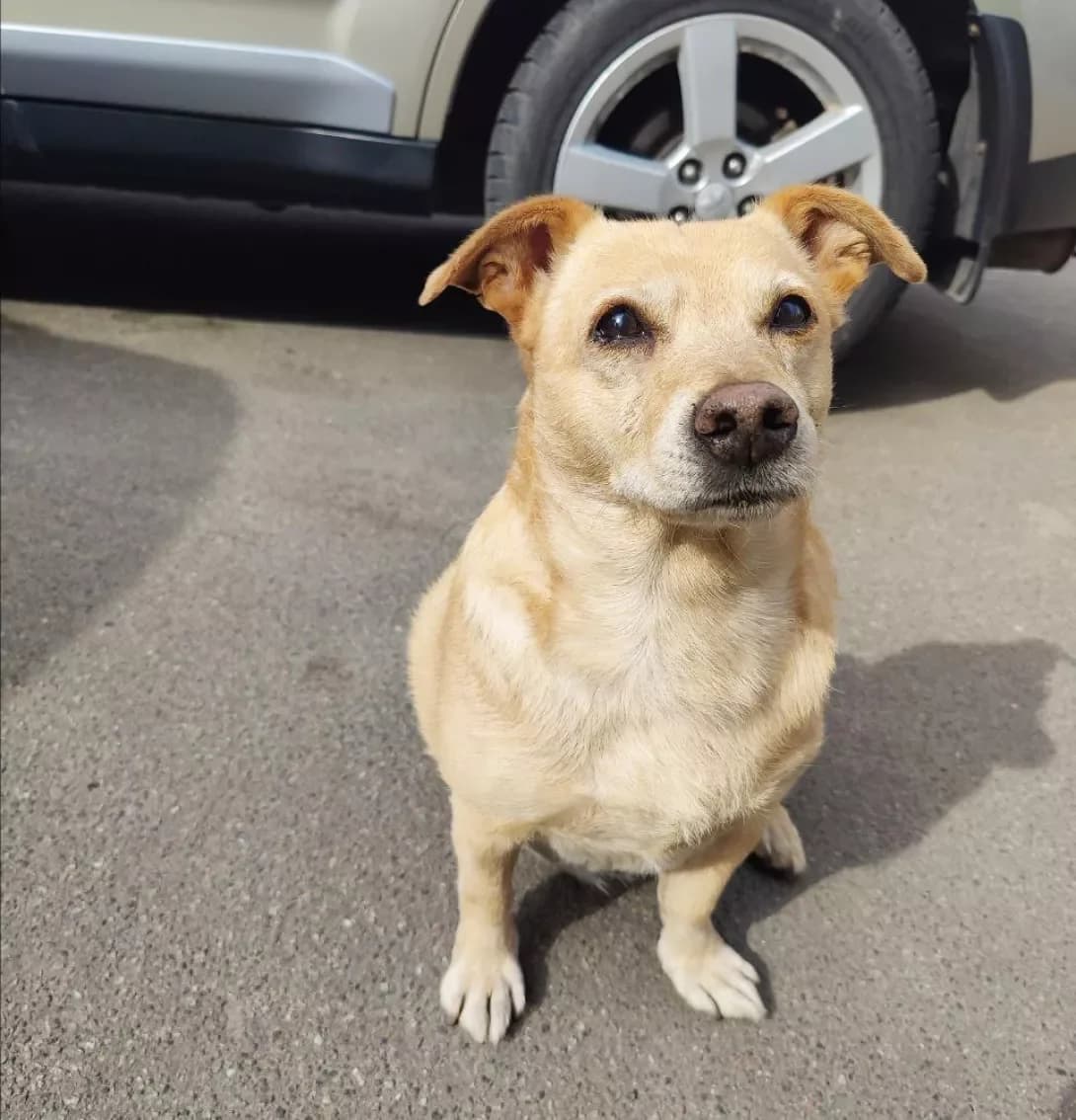 Ponchik (Пончик), male 6yo Mixed Breed for adoption at Happy Paw Kyiv
