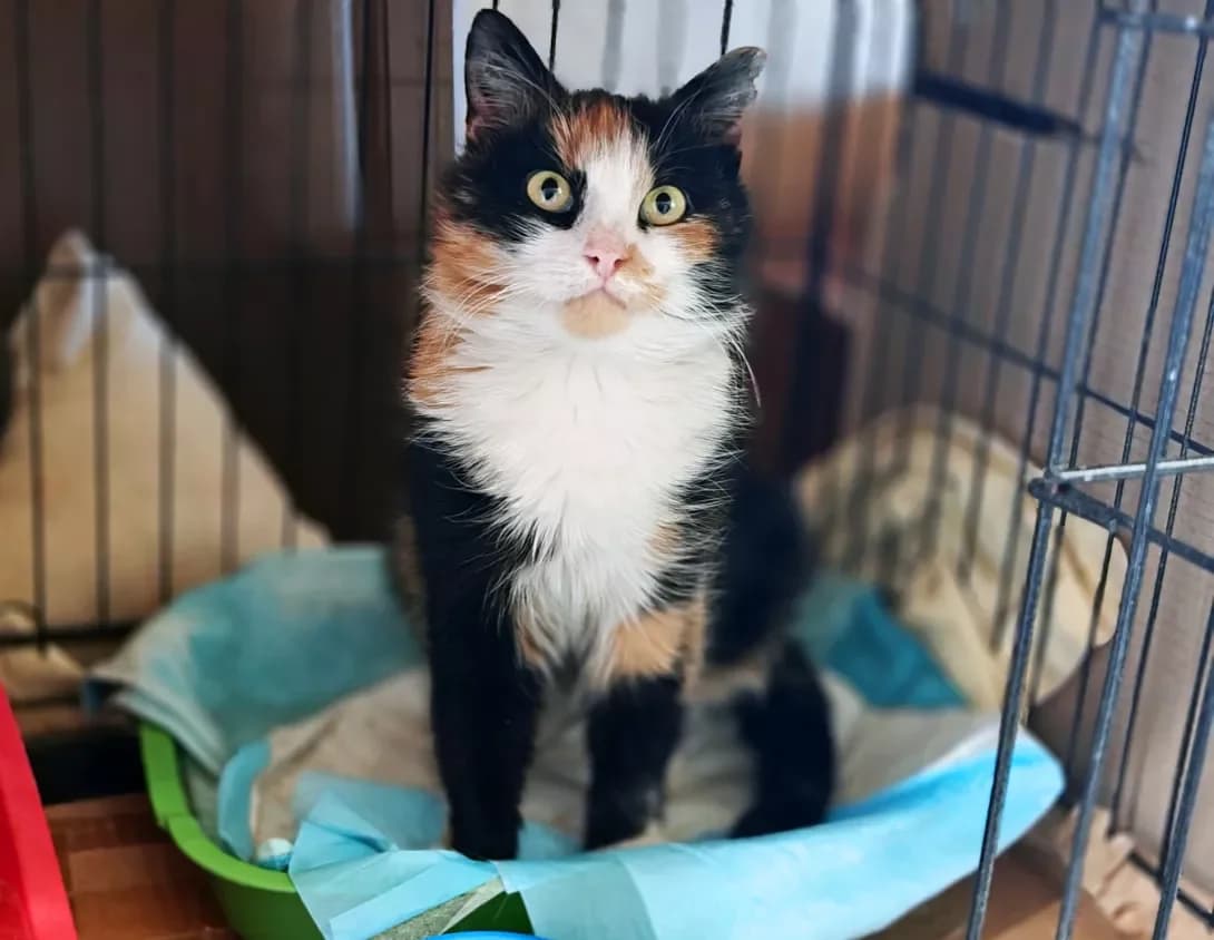 Akvarel (Акварель), Mixed Breed (Happy Paw Kyiv)