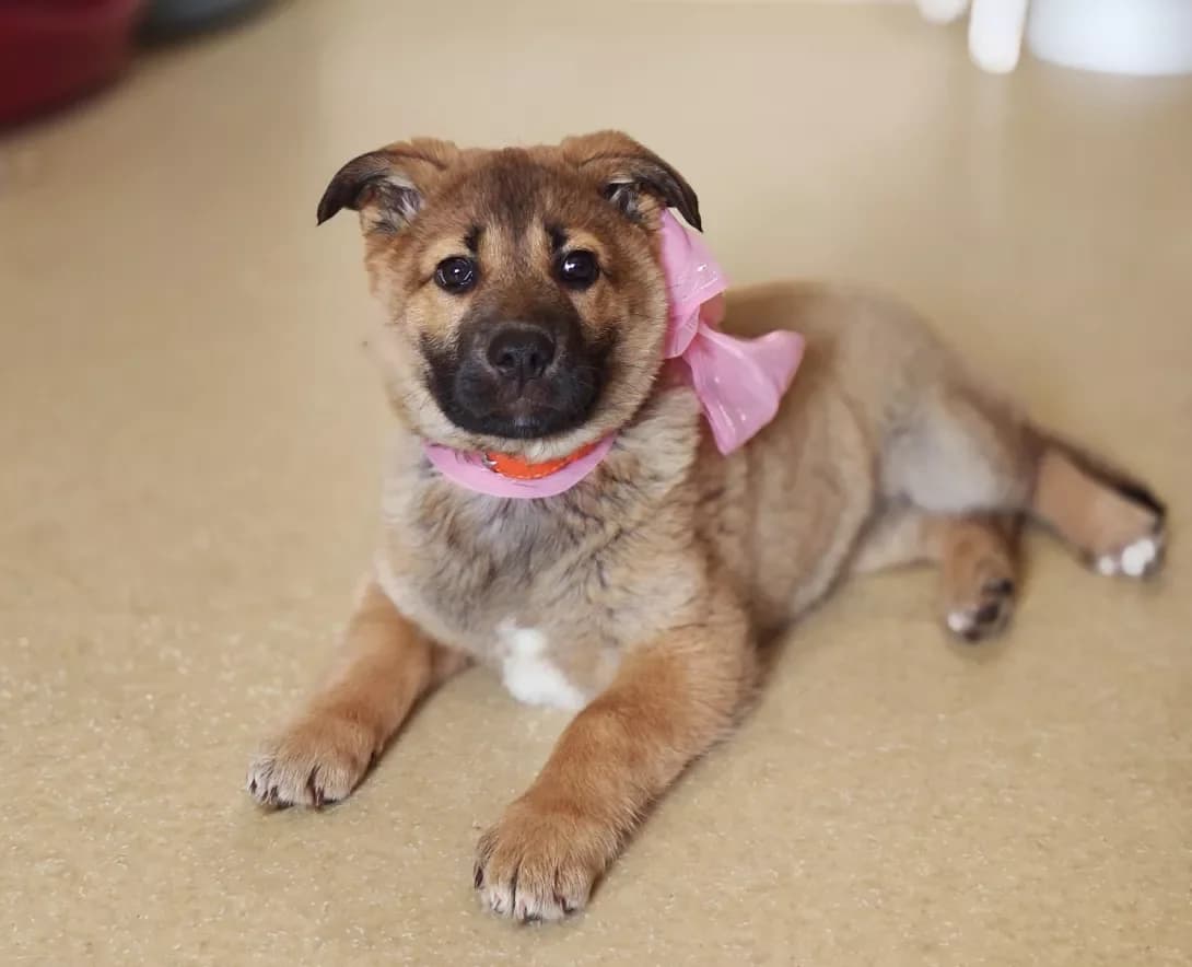 Domiya (Домія), female young Mixed Breed for adoption at Happy Paw Kyiv
