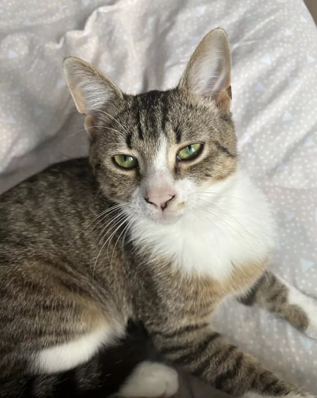Federiko (Федеріко), male young Mixed Breed for adoption at Happy Paw Chernivtsi Oblast