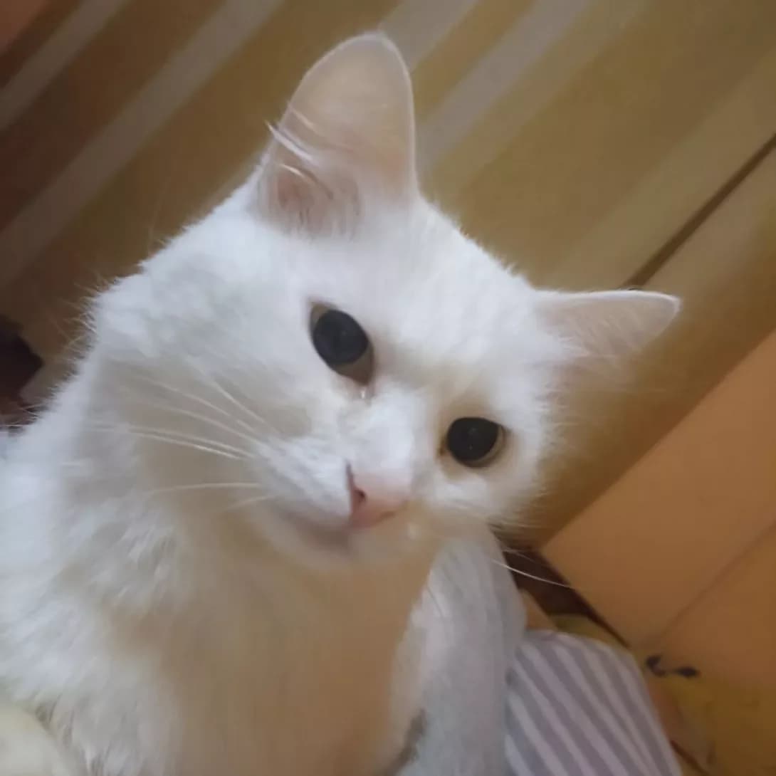 Snyezhka (Снєжка), female senior Mixed Breed for adoption at Happy Paw Khmelnytskyi Oblast