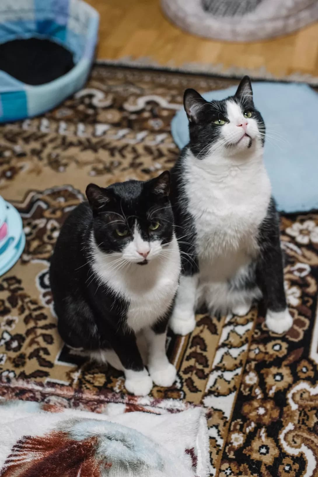 Chernish ta Malish (Черниш та Малиш), Mixed Breed (Happy Paw Kyiv)