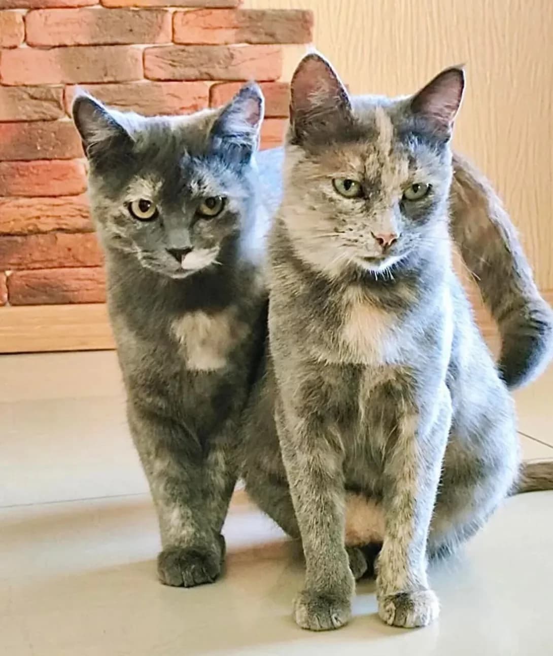 Meri ta Mira (Мері та Міра), Mixed Breed (Happy Paw Kyiv)