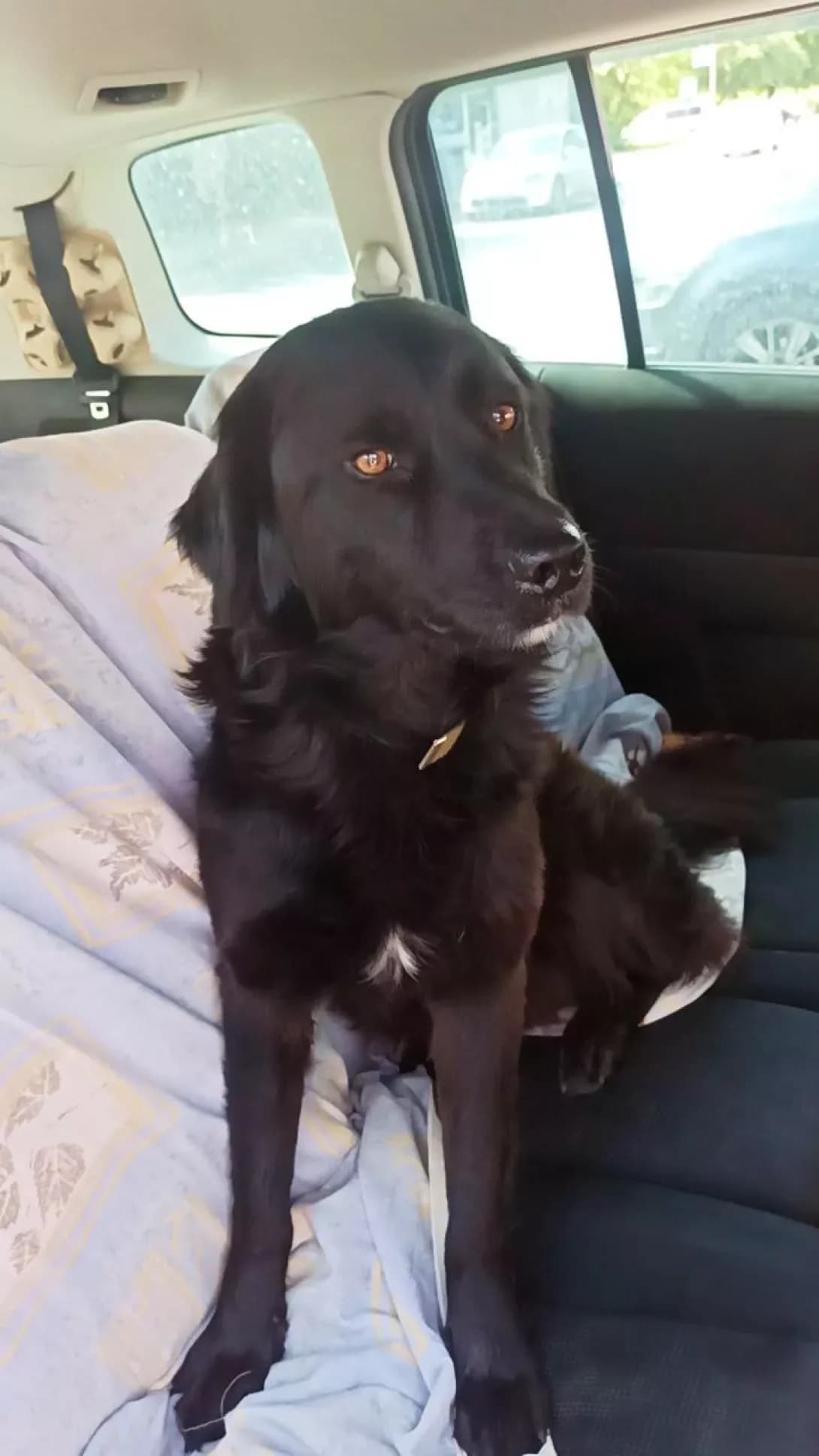 Balu (Балу), female 3yo Mixed Breed for adoption at Happy Paw Kyiv