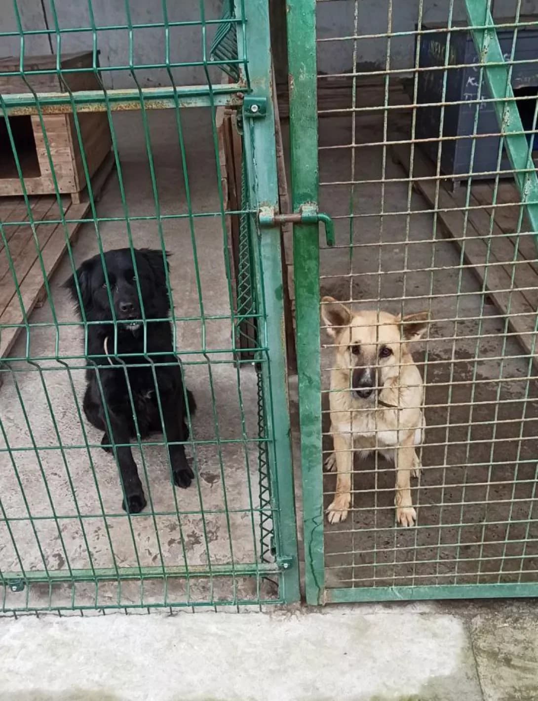 Balu i Sonechko (Балу и Сонечко), female 3yo Mixed Breed for adoption at Happy Paw Kyiv
