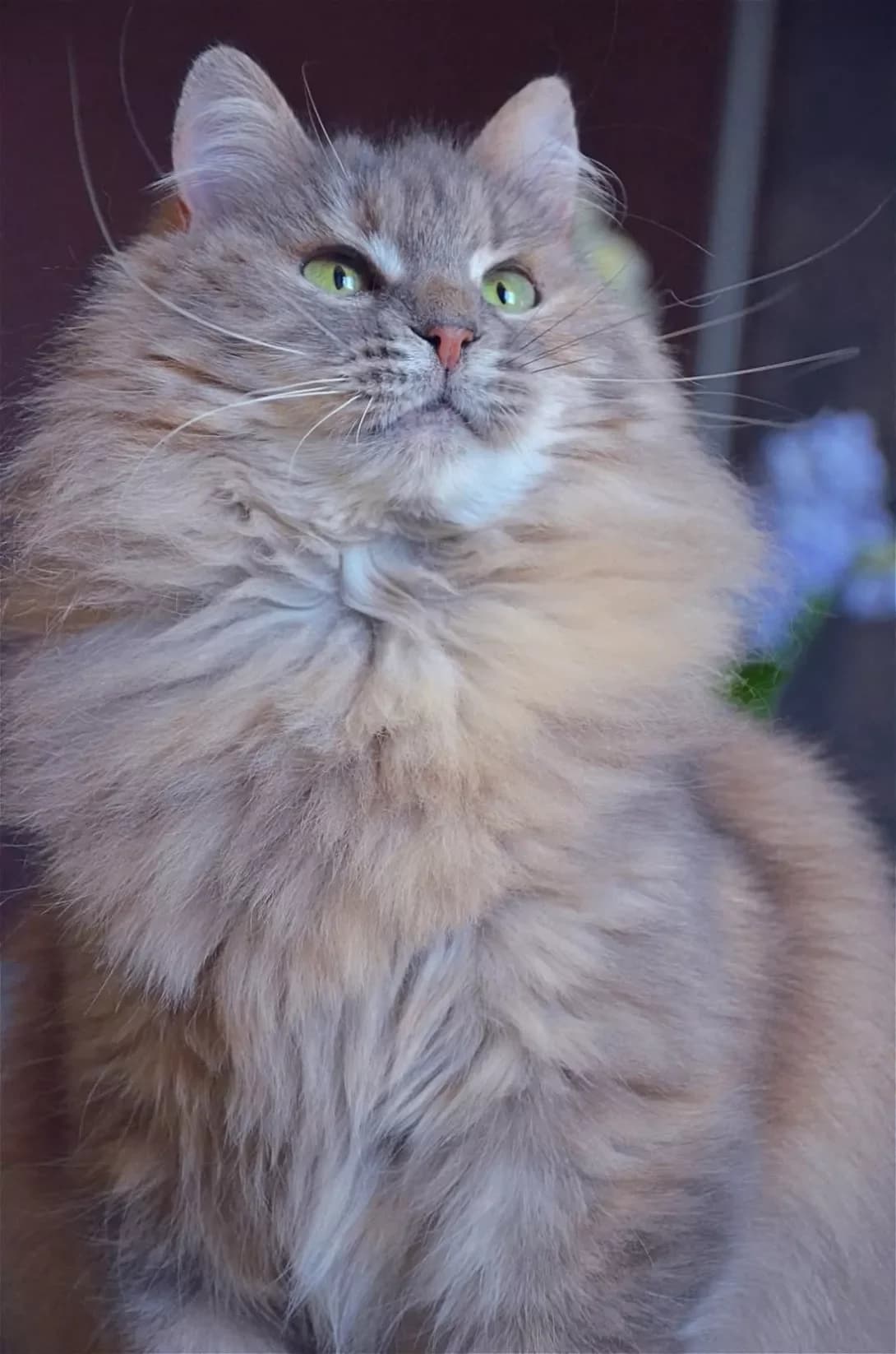 Mishel (Мішель), Mixed Breed (Happy Paw Kyiv)