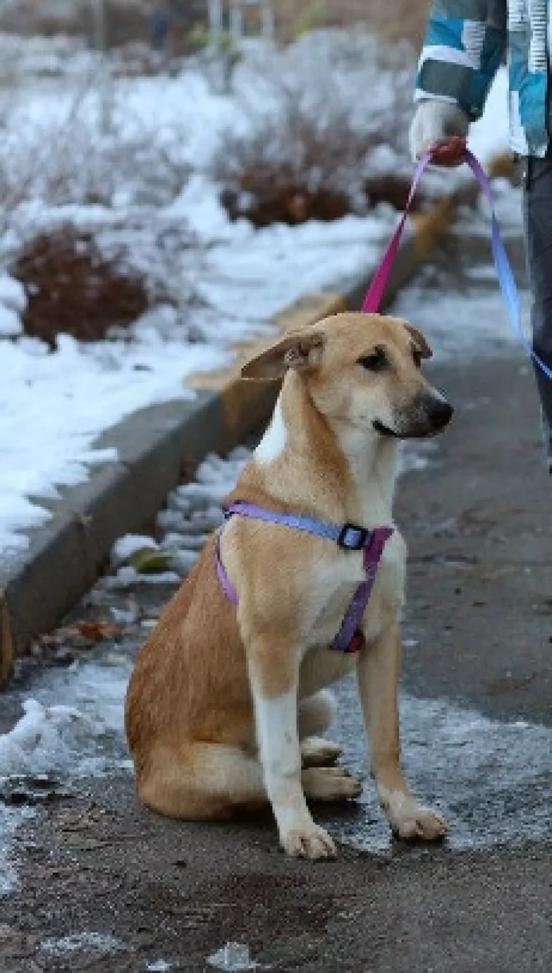 Lila (Ліла), Mixed Breed (Happy Paw Kyiv Oblast)