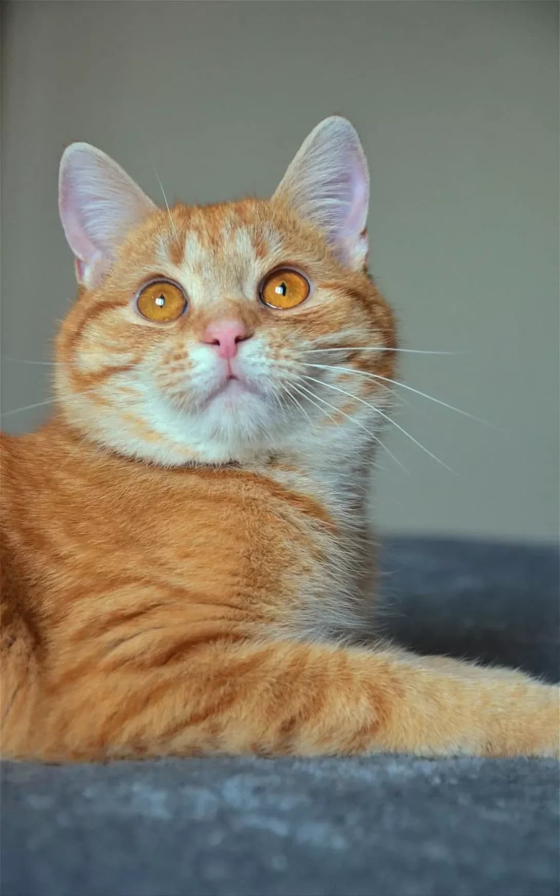 Fima (Фіма), Mixed Breed (Happy Paw Kyiv)