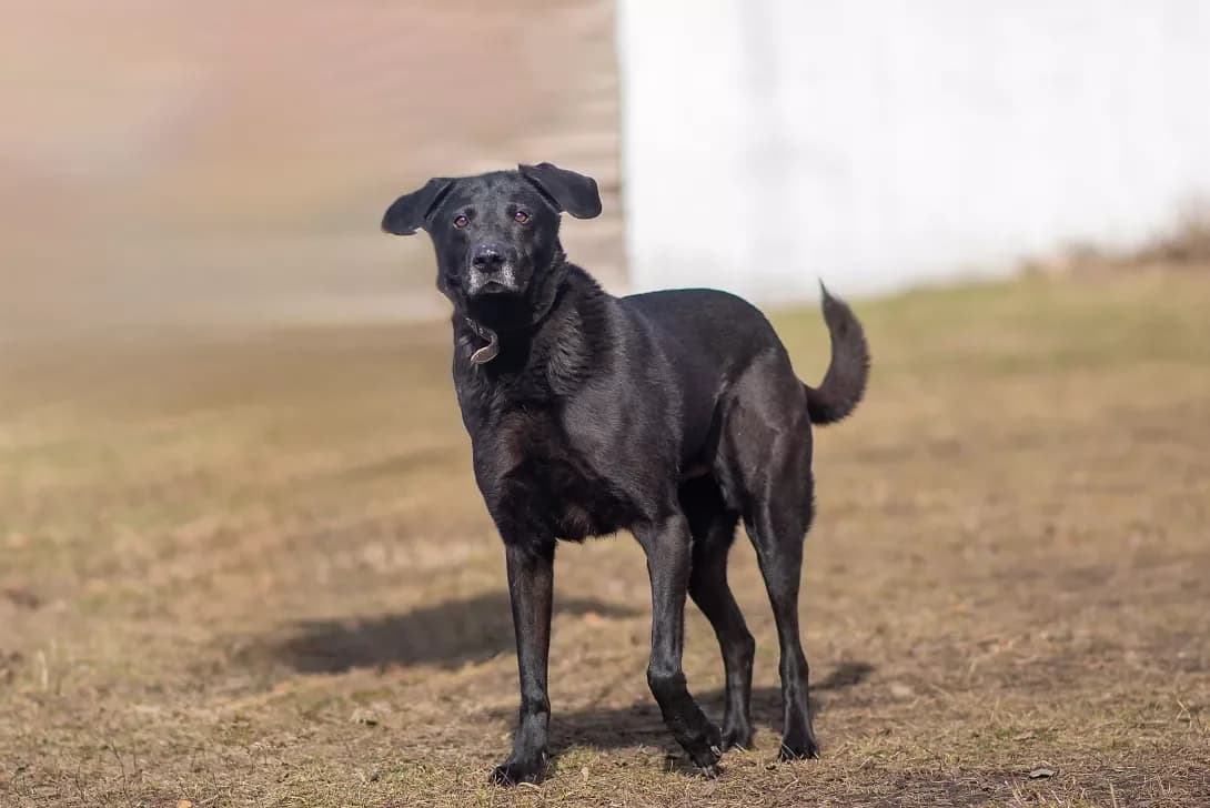 Norik (Норік), Mixed Breed (Happy Paw Kyiv Oblast)