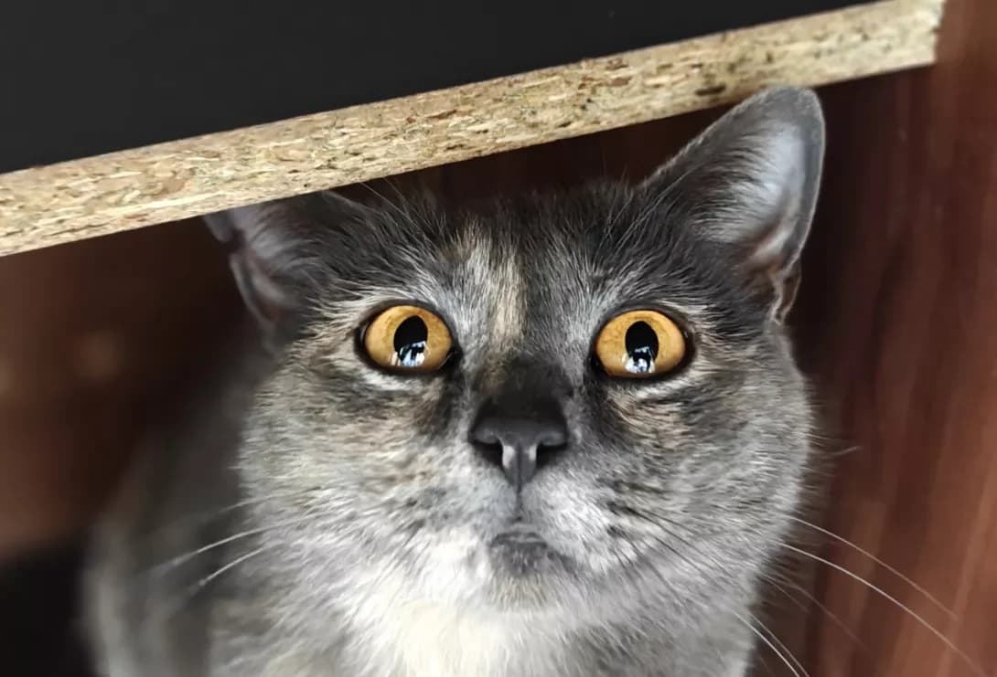Greya (Грея), Mixed Breed (Happy Paw Kyiv)