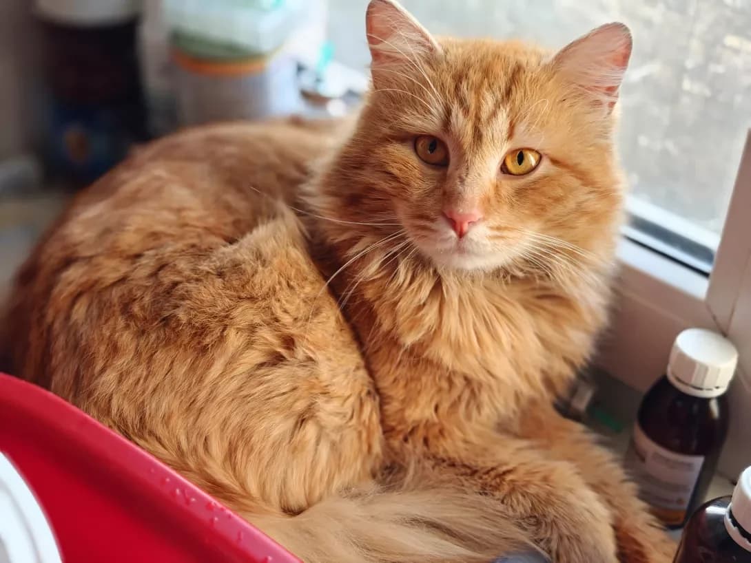San (Сан), Mixed Breed (Happy Paw Kyiv)