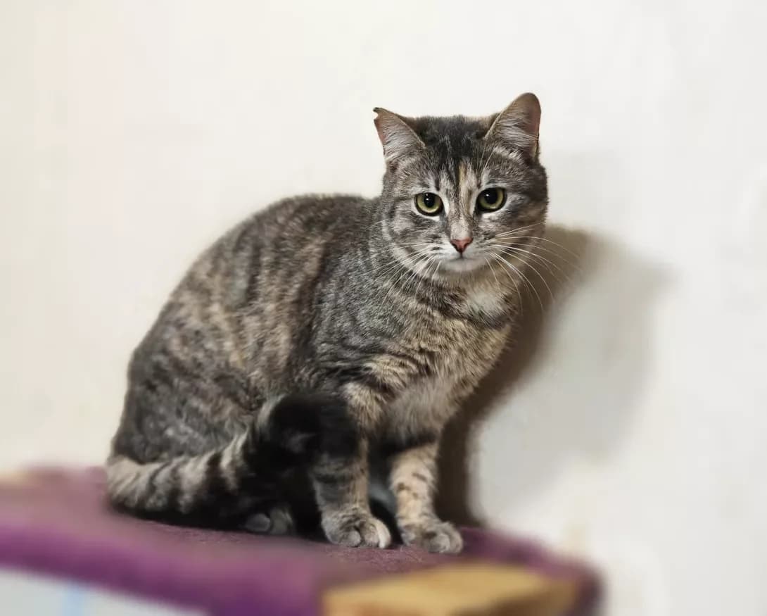 Keyt (Кейт), Mixed Breed (Happy Paw Kyiv)