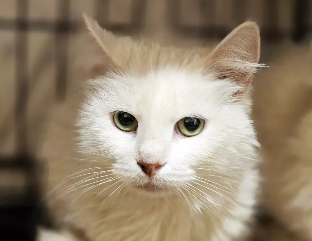 Byelkin (Бєлкін), Mixed Breed (Happy Paw Kyiv)